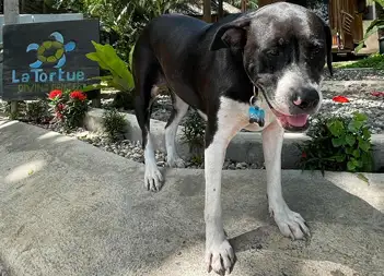 Dolly, the La Tortue dog