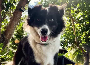 Panda, the La Tortue dog