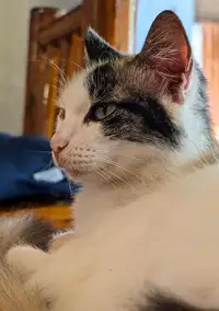 Bubbles the cat at La Tortue