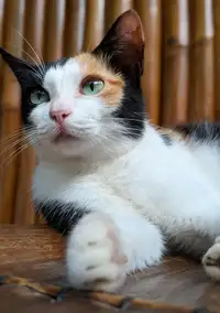 Buttercup the cat at La Tortue